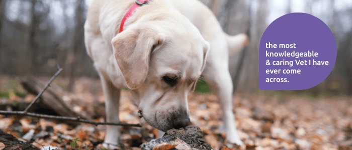 Anal Gland Emptying - For Emptying And Prevention Advice | Vet Care @ Home