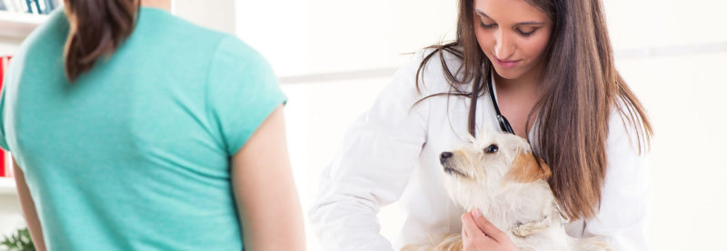 prices of home vetcare