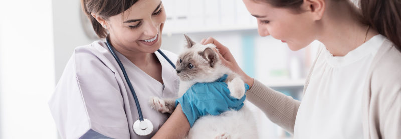 services for home vetcare