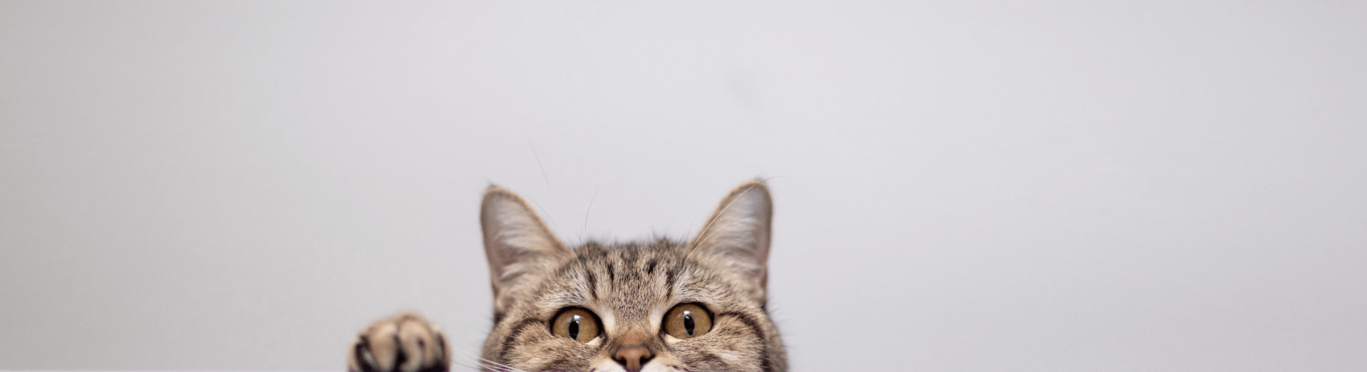 Opening Times & Areas Covered Vet Care Home