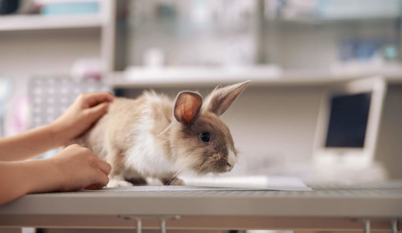 About Vetcare